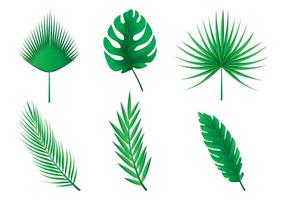 Palm Leaves Vectors 